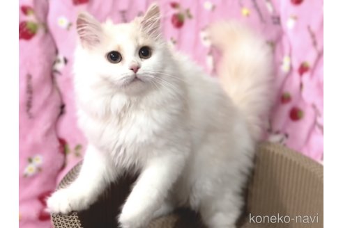 販売中の北海道のラガマフィン-54580の4枚目